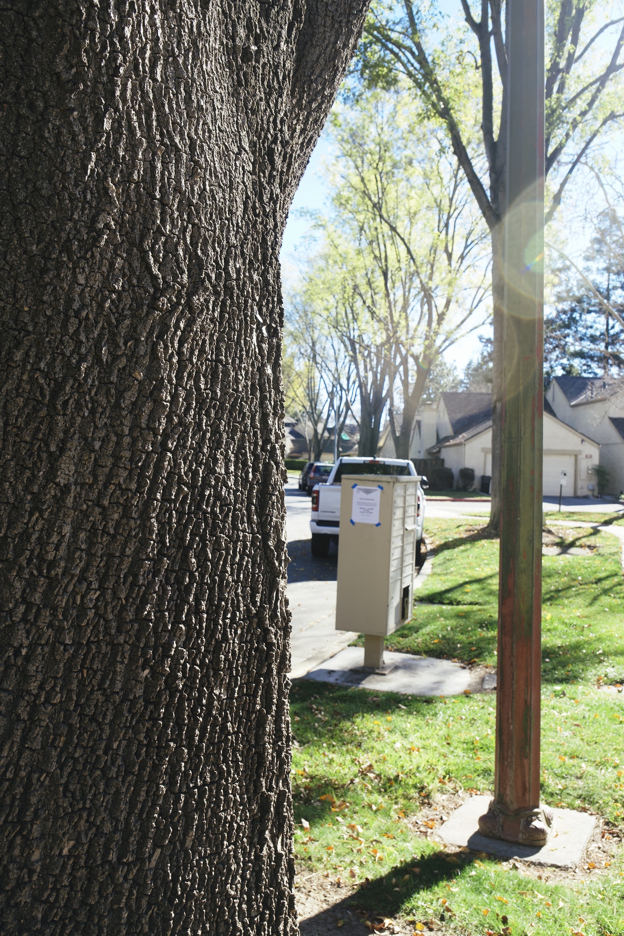 A Tree, A Pole and A Box
