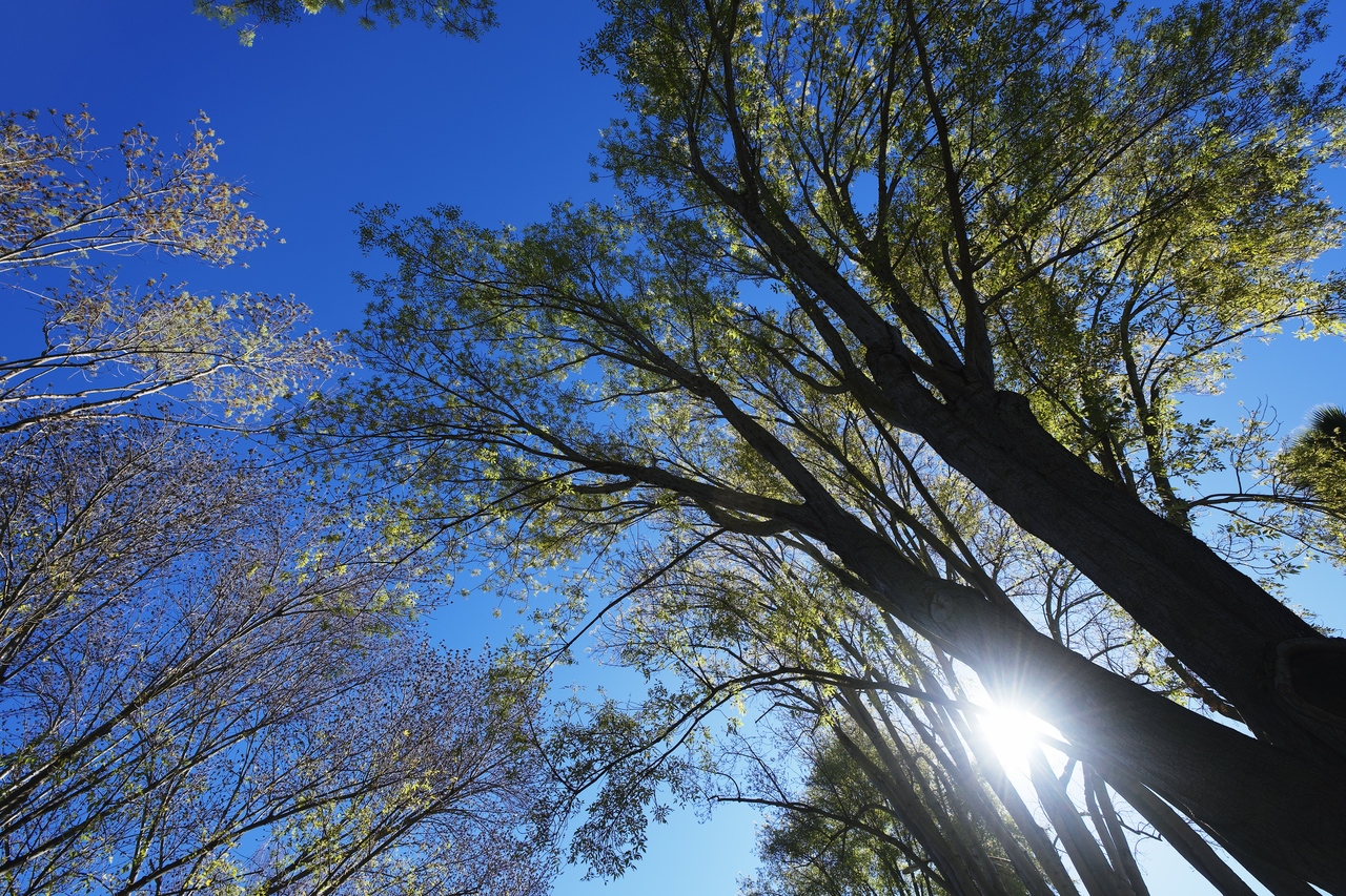 Looking Up at the Trees